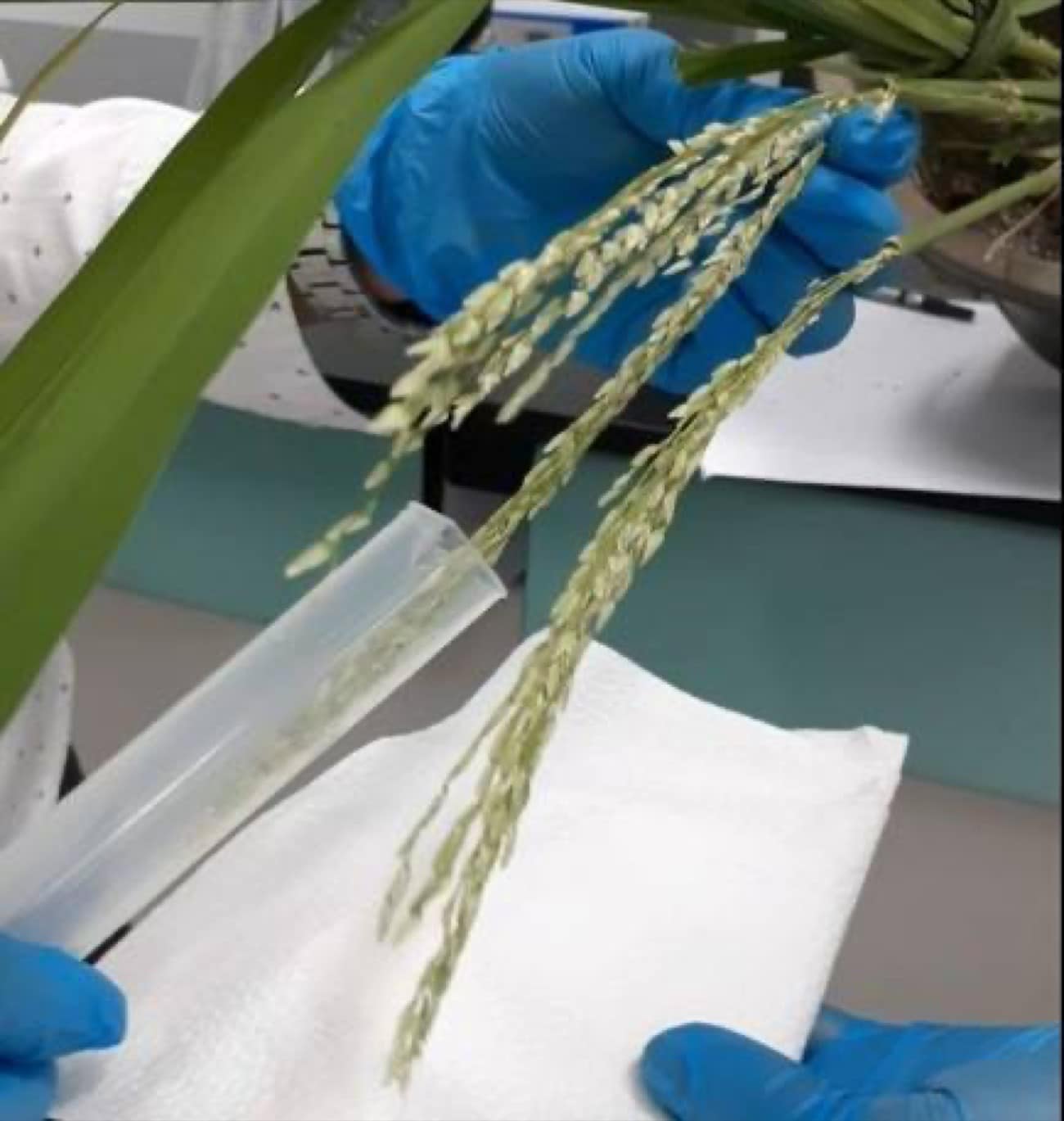 New rice varieties seen raising harvests by 2027