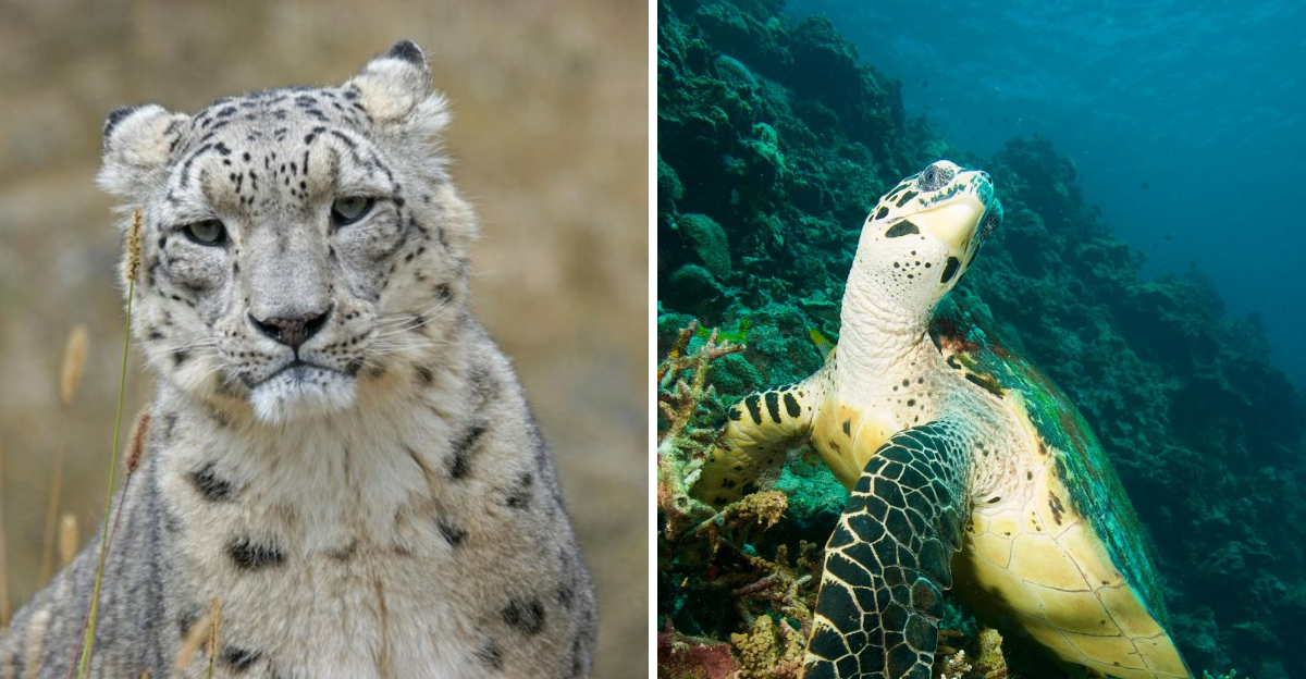10 of the world’s most endangered animals in 2025 and what’s being done ...