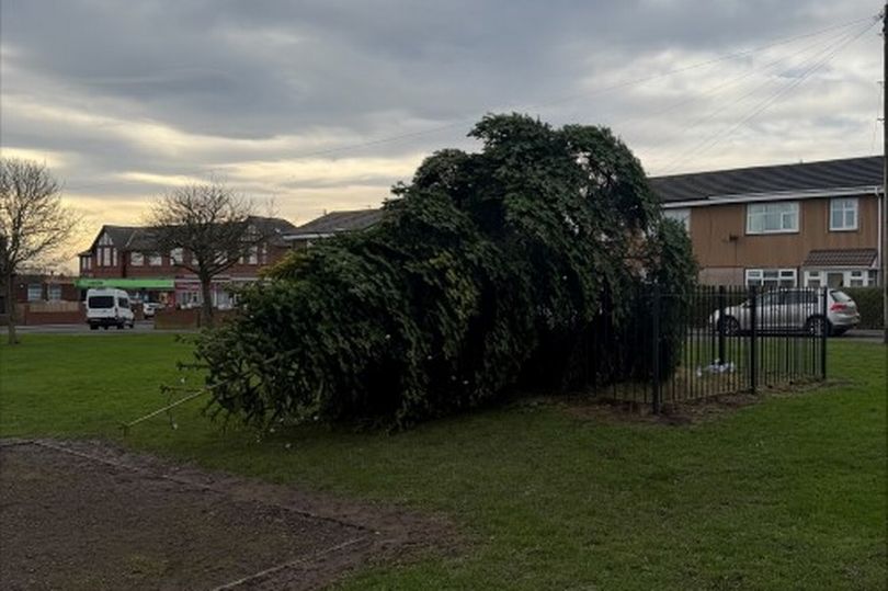 Huge upset after 10-year-old Christmas tree chopped down hours after ...