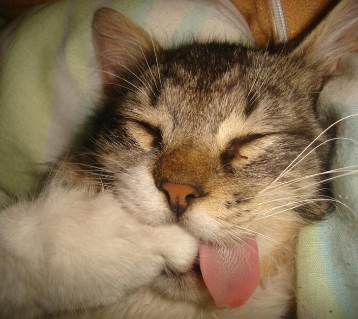 15 animal stories that prove kindness is a language every living being ...