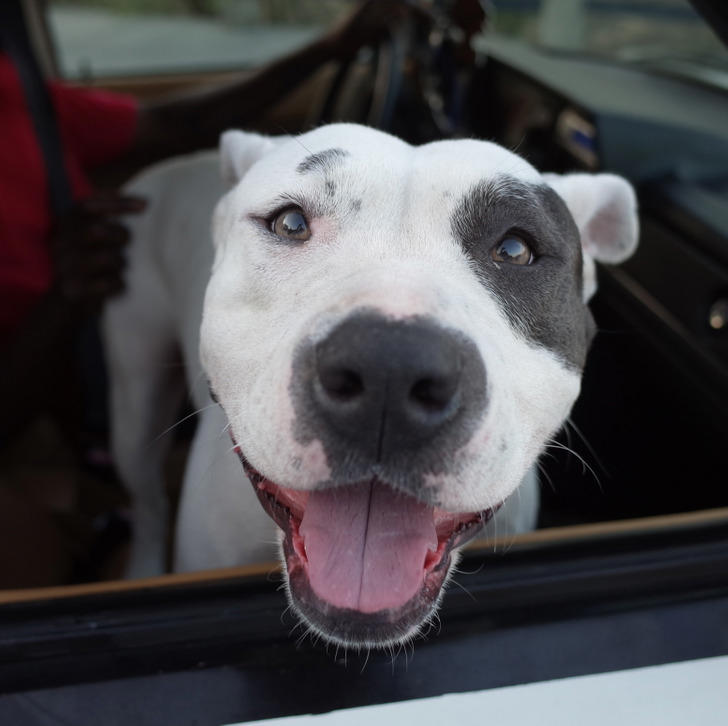 15 animal stories that prove kindness is a language every living being ...