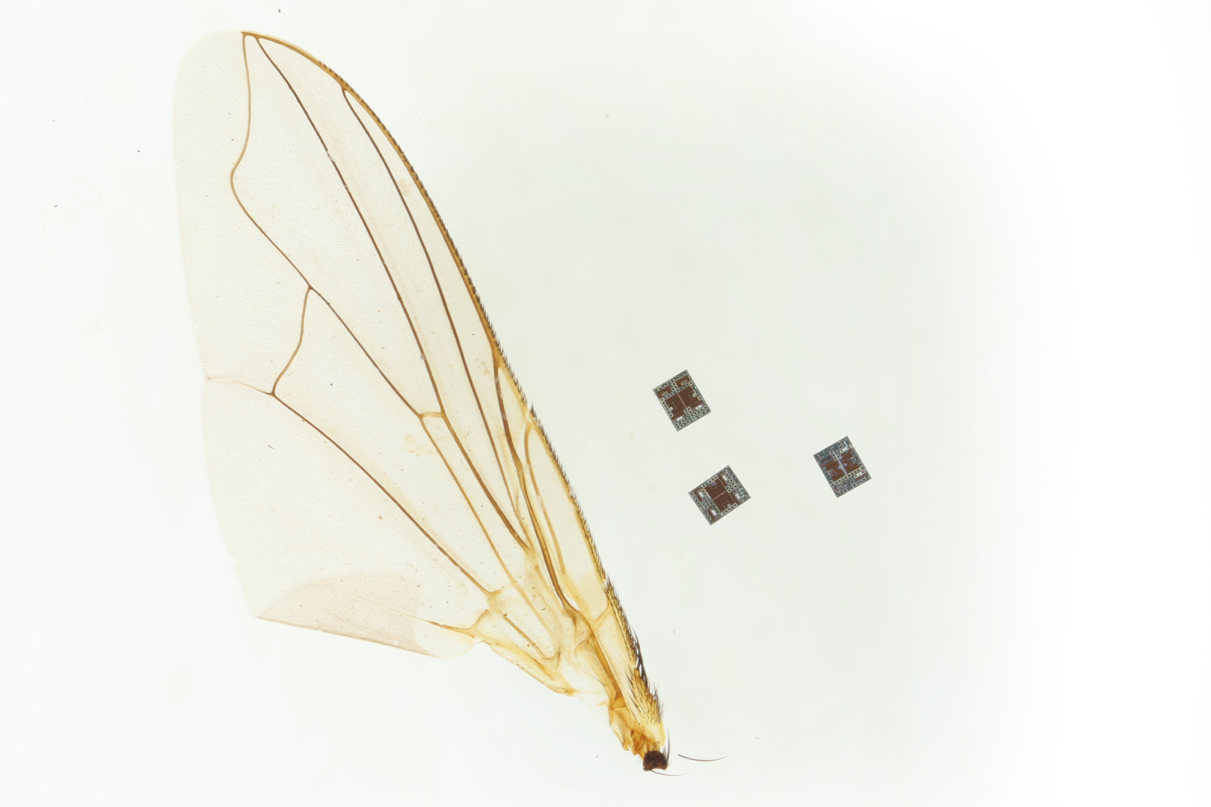 Scientists reveal robot small enough to travel through human body
