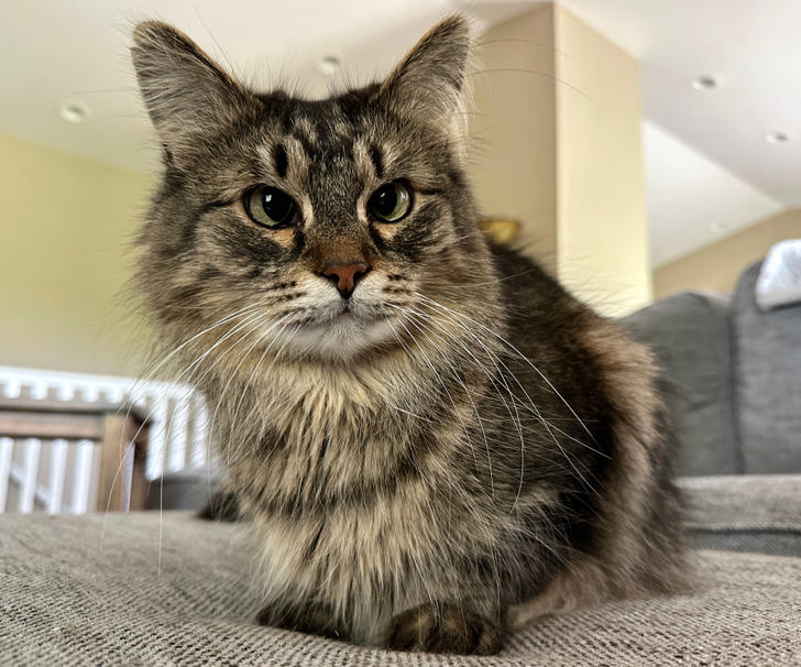 15 animal stories that prove kindness is a language every living being ...