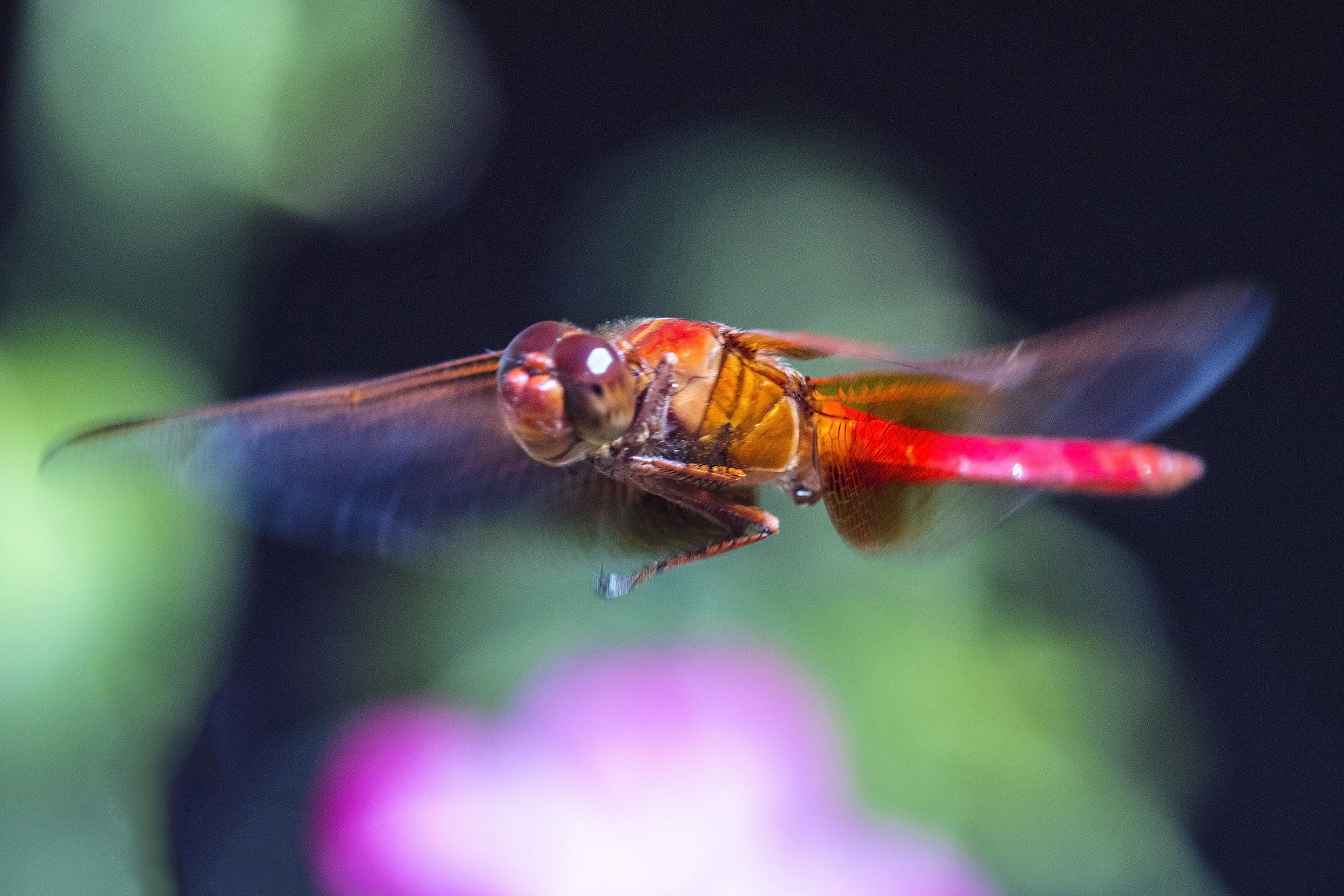 Insects that migrate across oceans
