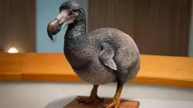 Why did the dodo bird go extinct? Real facts about this flightless bird
