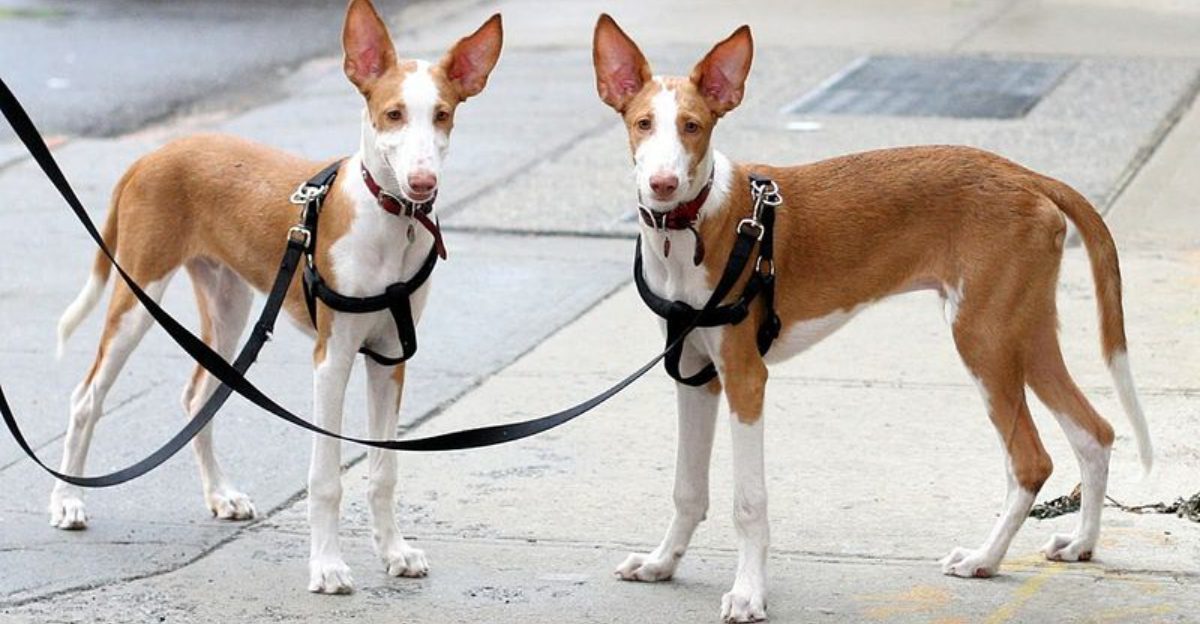 16 high prey-drive dog breeds – the on-walk behaviors owners should expect