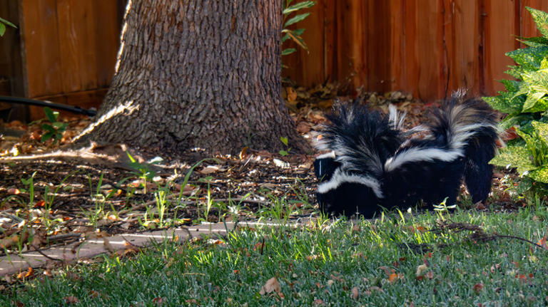 Things that are attracting skunks to your yard