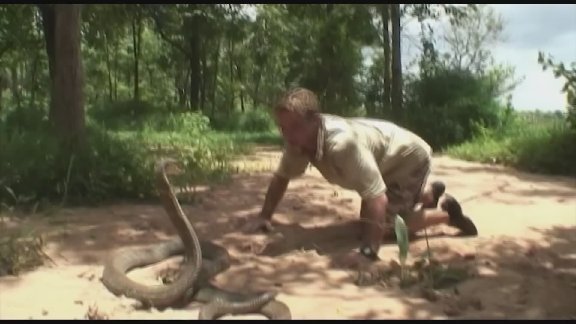 Using traditional methods to catch large tarantulas in the wild