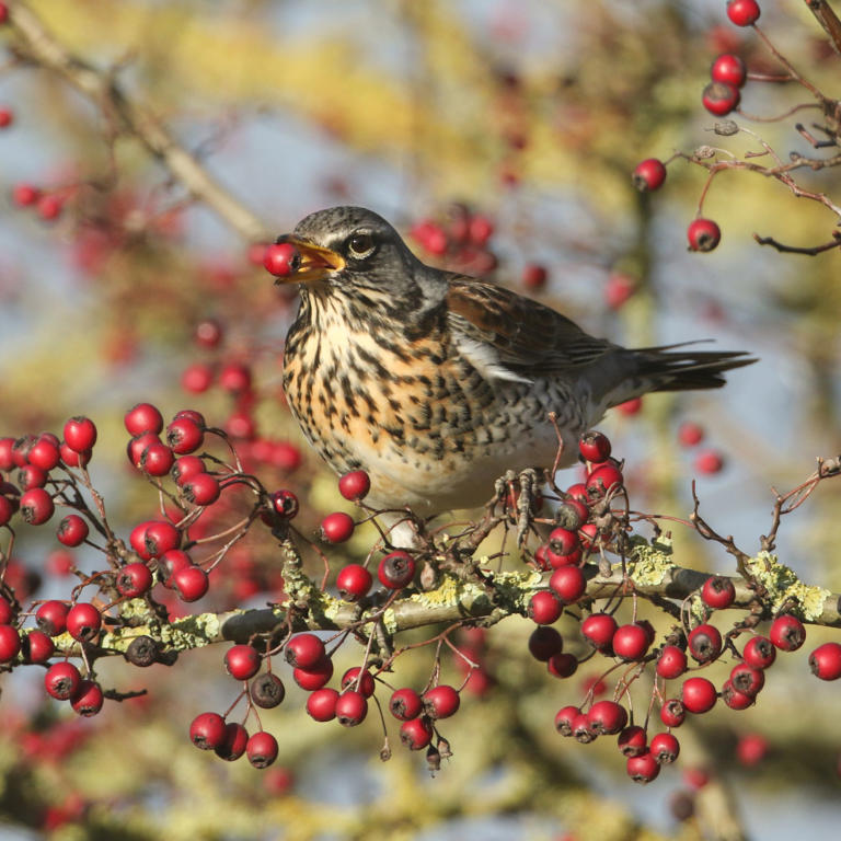 Birdscaping is the secret tool wildlife experts are using to attract ...
