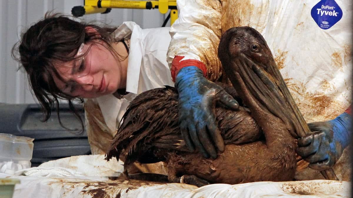 As Florida offshore drilling looms, birds less protected from spills ...