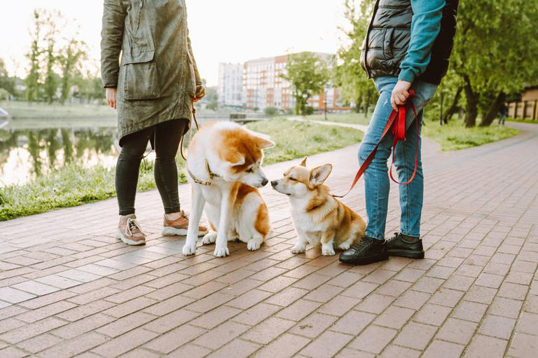 Photo inspiration: Dog Owner Awareness For String Risks Reference: Dog Owners Should Be Aware Of Common Winter Poison