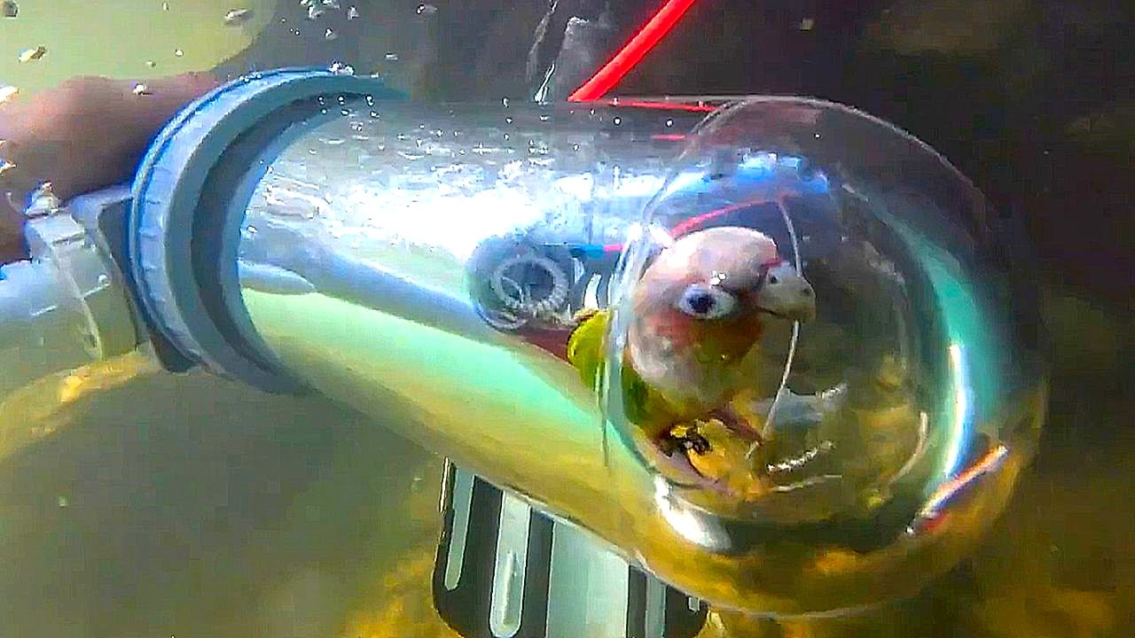 A closer look at Uv Lighting For Parrot Diving Behaviors