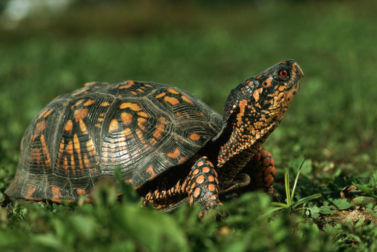 Can a turtle tuck its head all the way inside its shell?