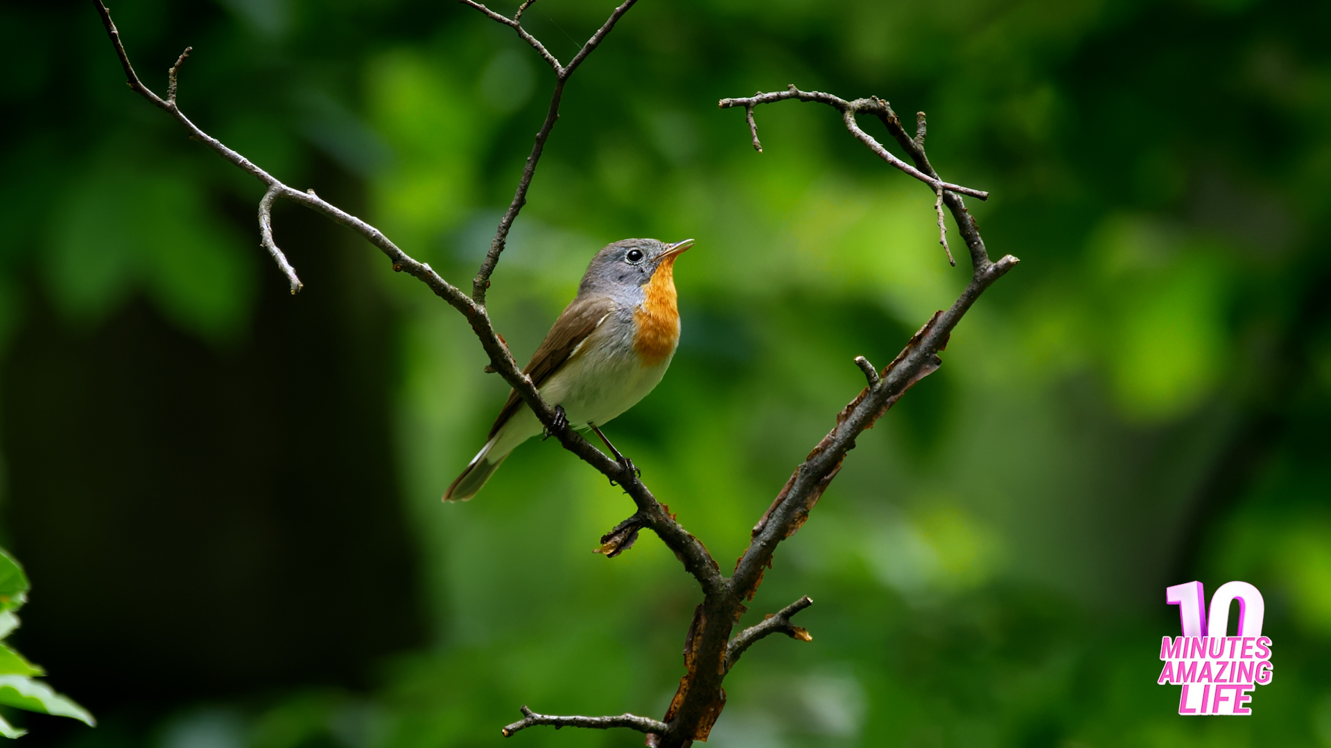 A rare bird moment caught naturally