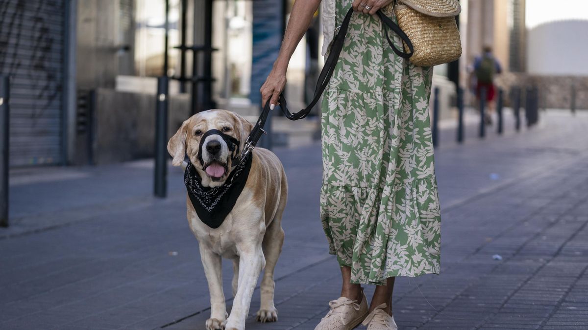 ¿Te pareces a tu golden retriever? La ciencia confirma que es más ...