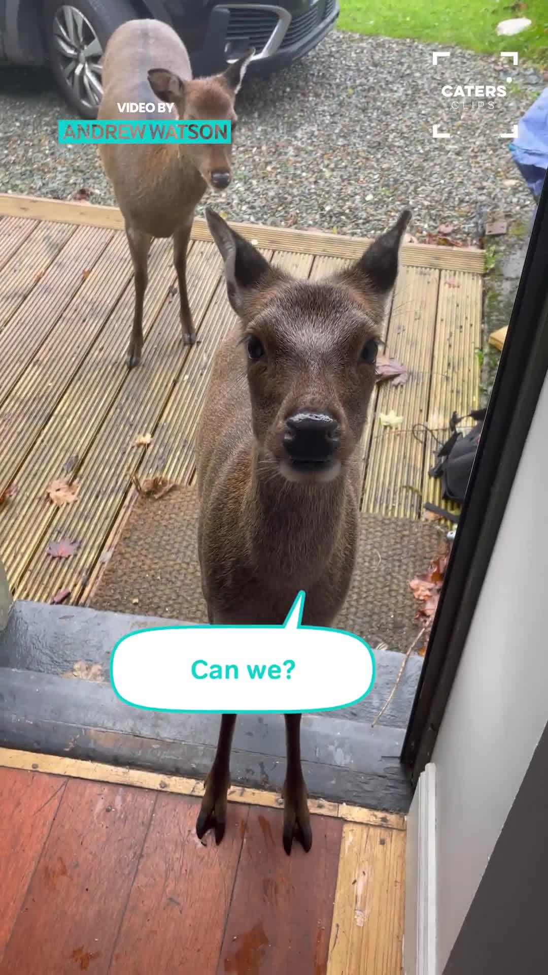 Adorable cat and deer encounter