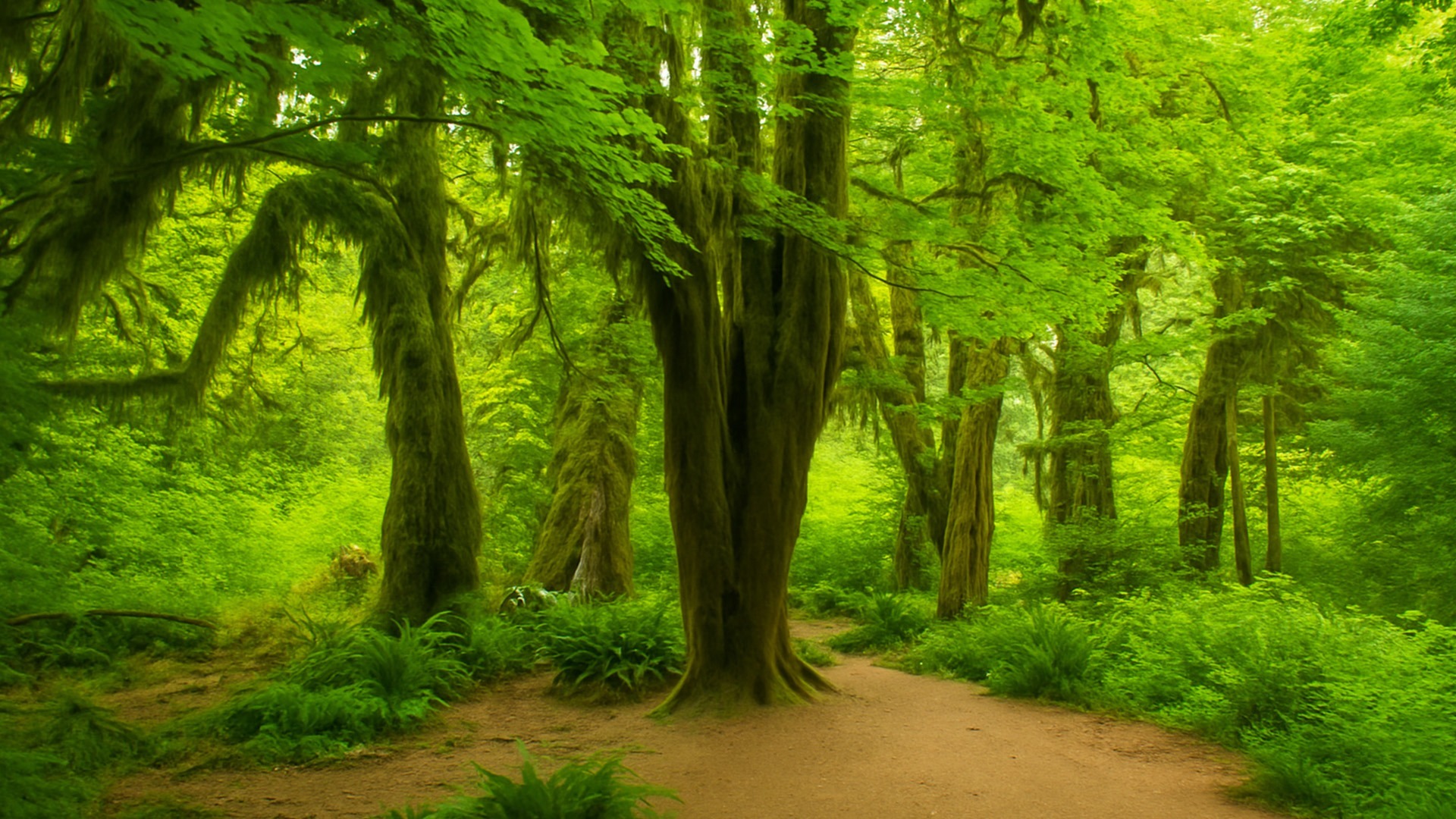 Olympic National Park: Hoh Rain Forest walk (4K)