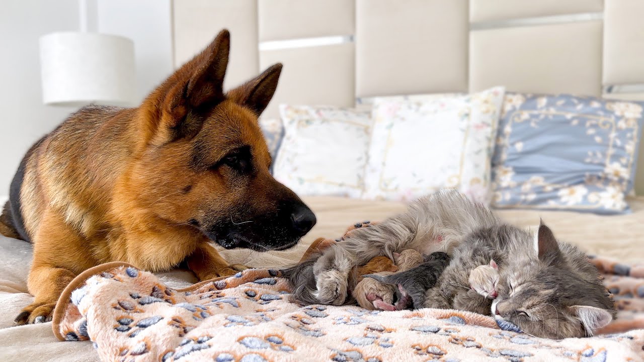 Duitse herder kijkt toe hoe moederkat haar kittens voedt