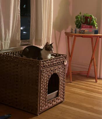 Cat sits on a woven basket litter box