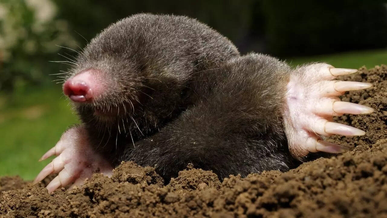 7 animals that build underground hidden homes!