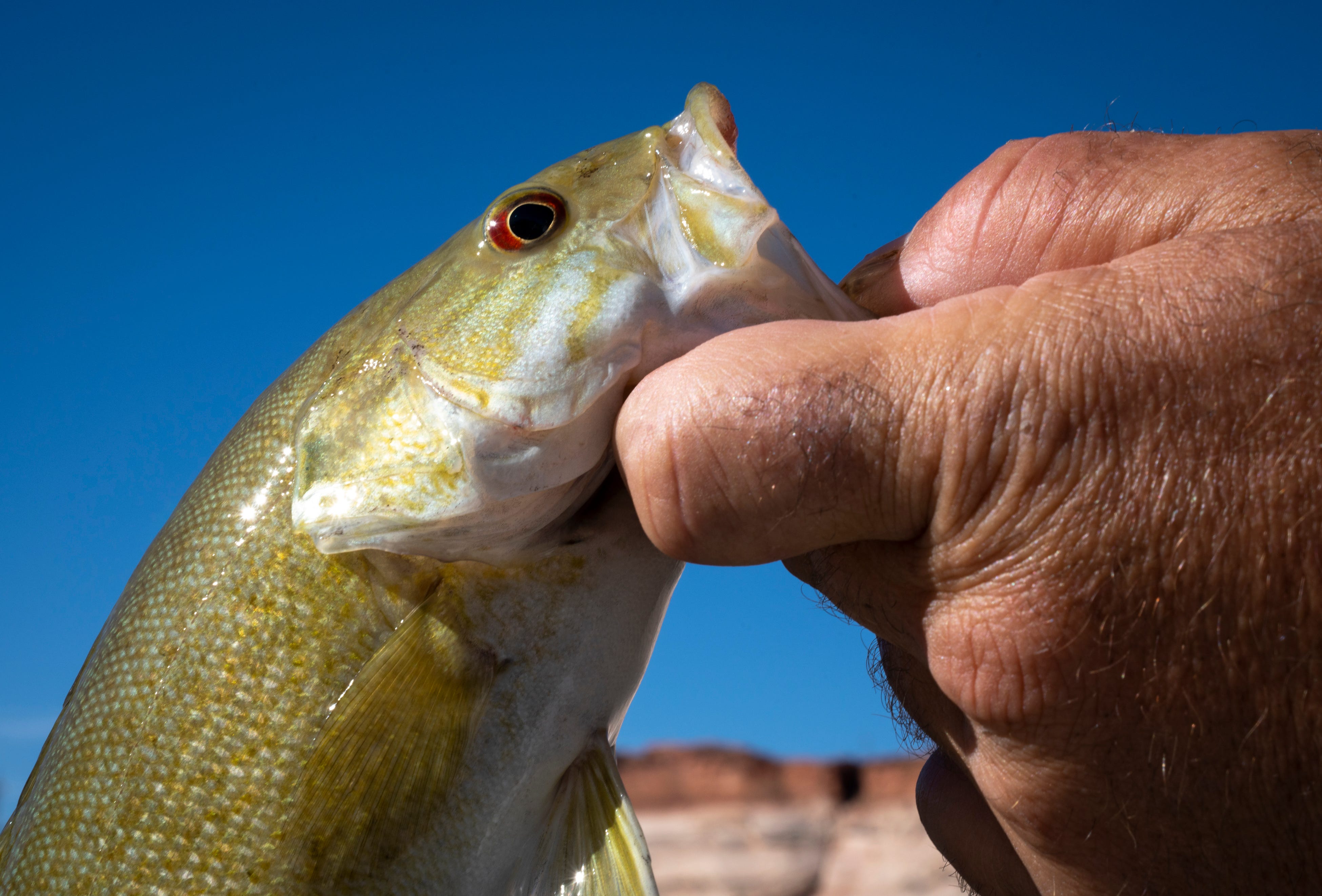Sport fish are crowding out native species, conservation groups argue