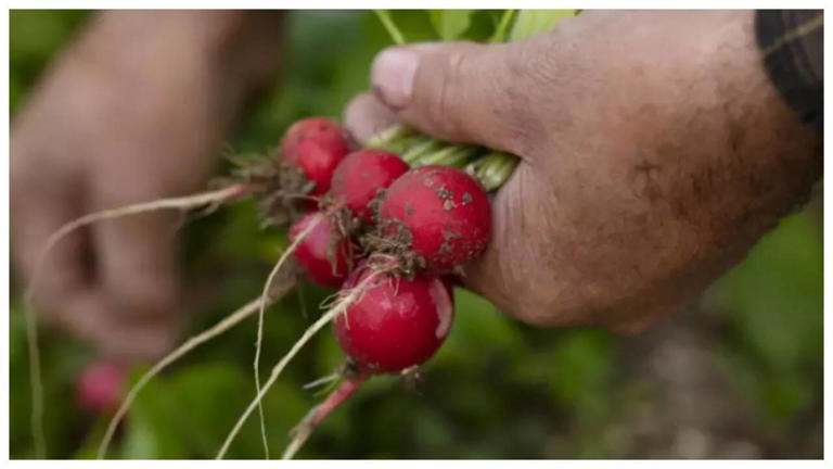 Raw radish vs cooked radish: Which is healthier?