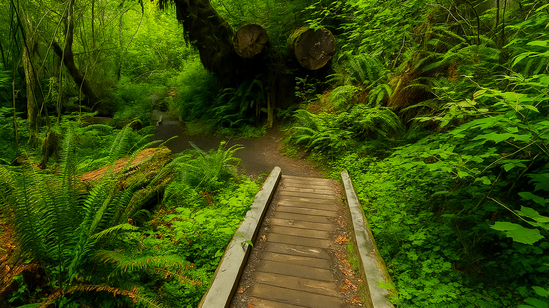 Olympic National Park: Lush Hoh Rain Forest (4K)