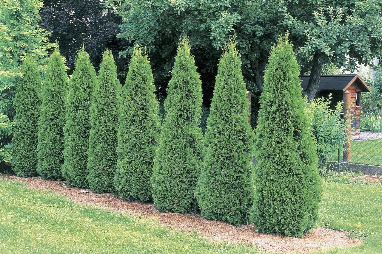 Emerald Green arborvitae shrubs growing in a loose hedge.