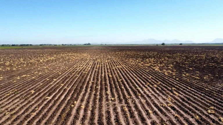 El campo que sostiene a Sinaloa… y al que el gobierno le da la espalda