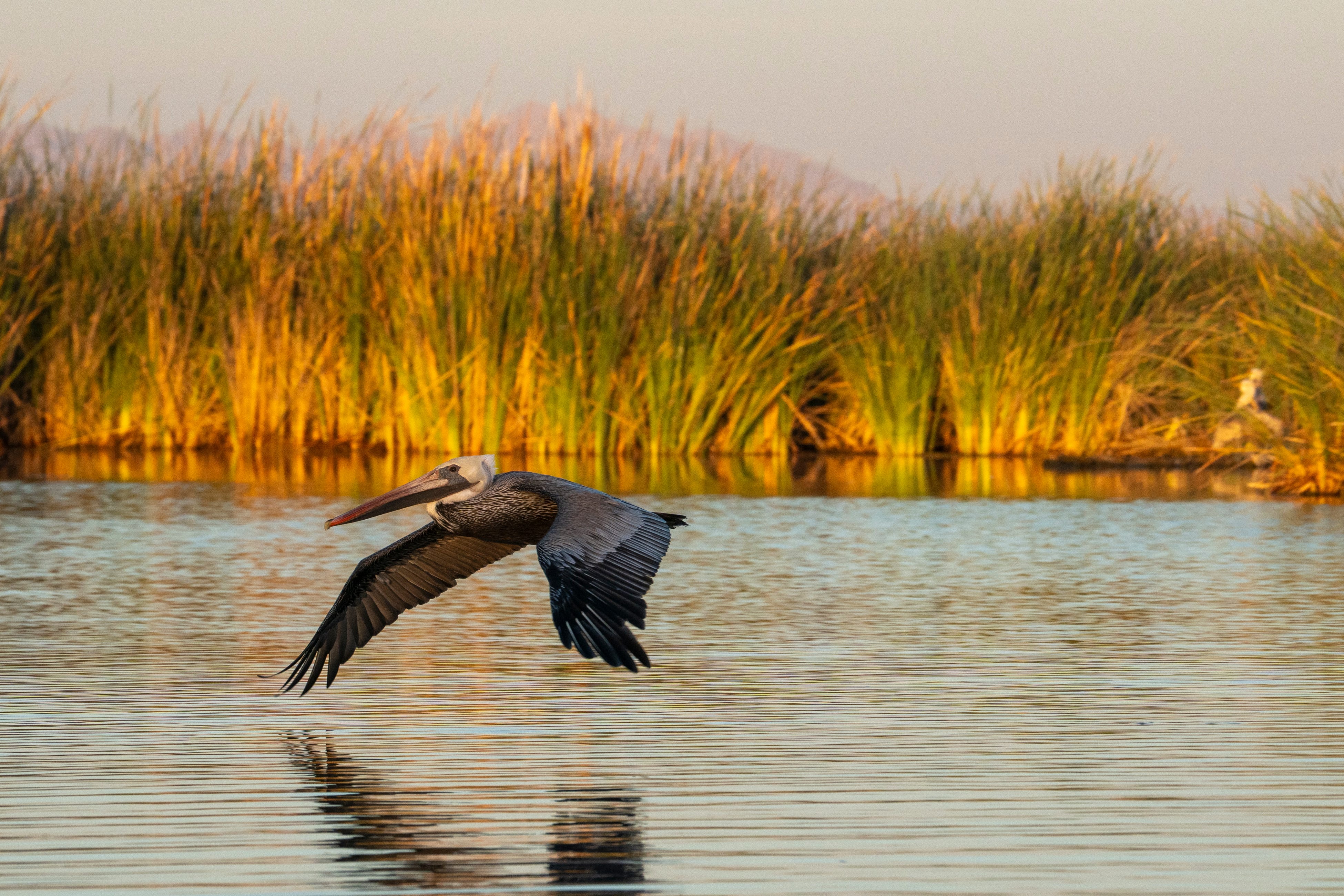 As states draw Colorado River water, what's left for the river?