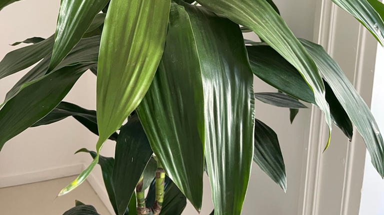 Two tropical indoor plants that will happily grow in low-light conditions
