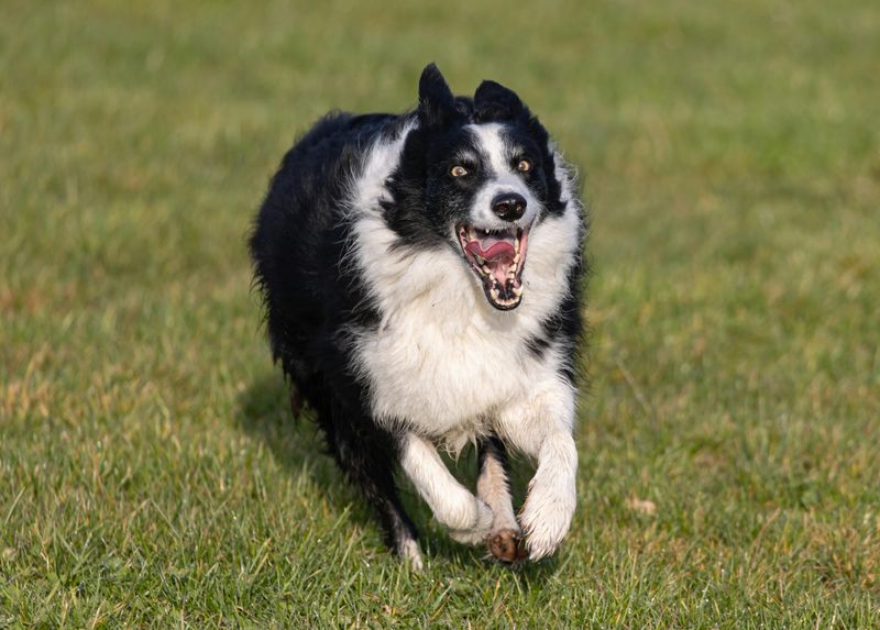 These super smart dog breeds are always one paw ahead