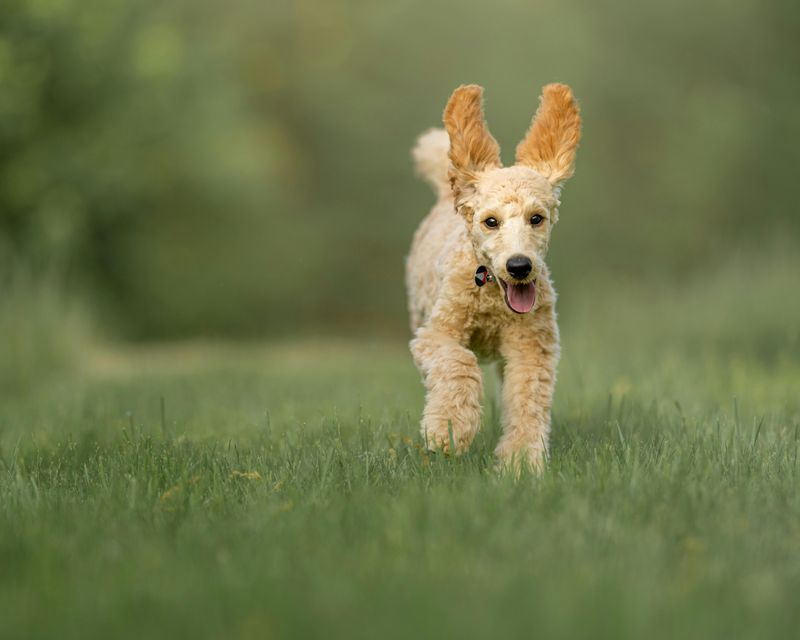 These super smart dog breeds are always one paw ahead