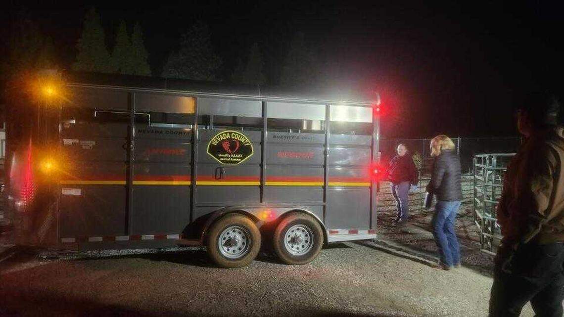Man arrested after over 200 animals rescued from Northern California property<br><br>