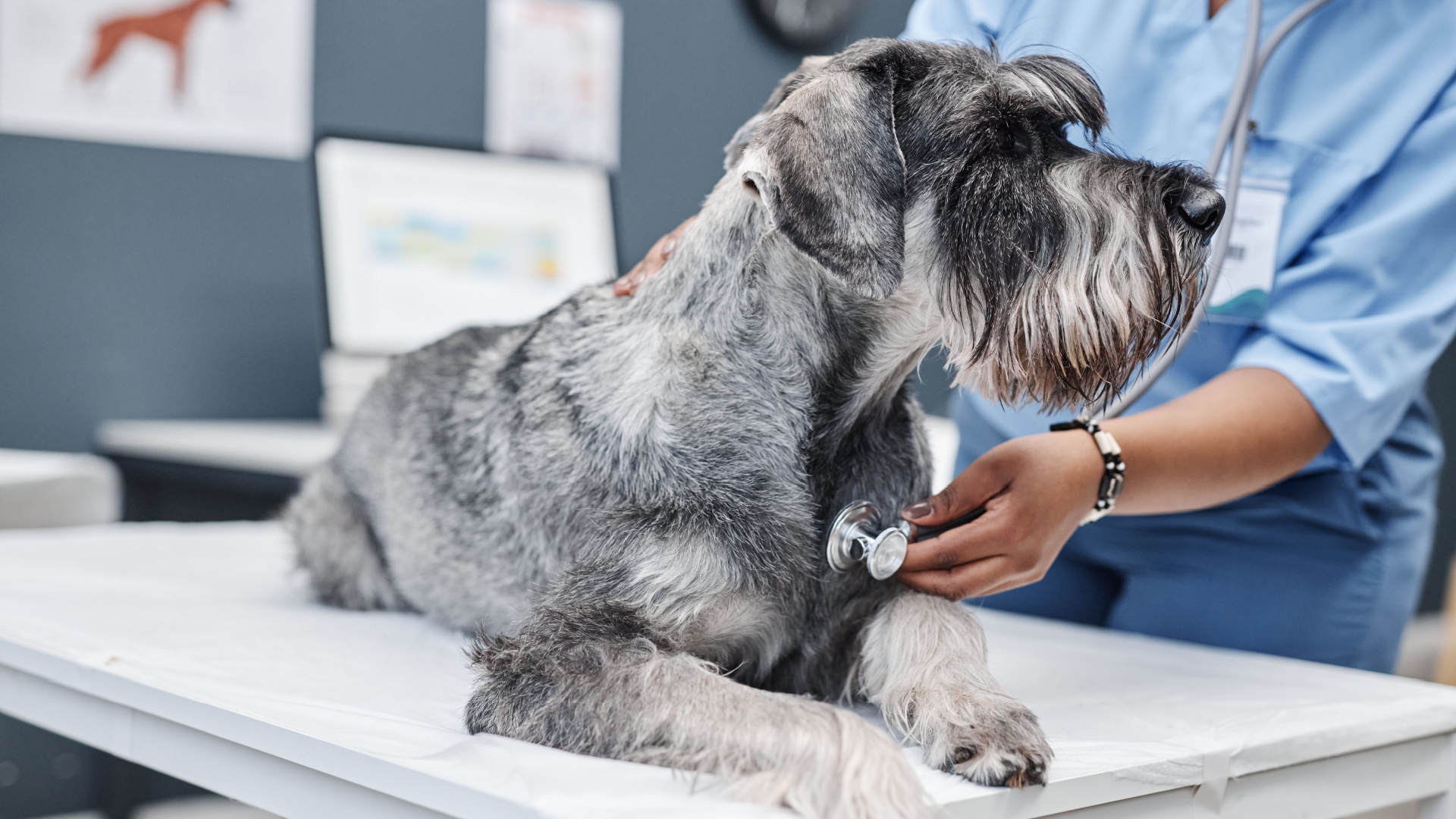 8 frequent non-check-up reasons dogs visit the vet
