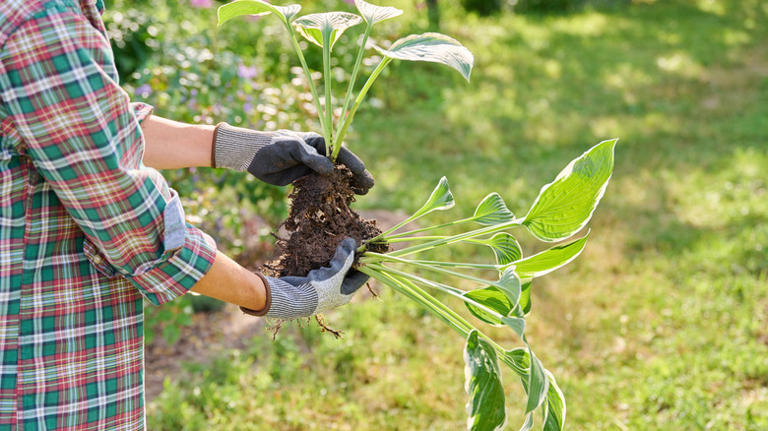 16 gardening mistakes that are ruining your perennials