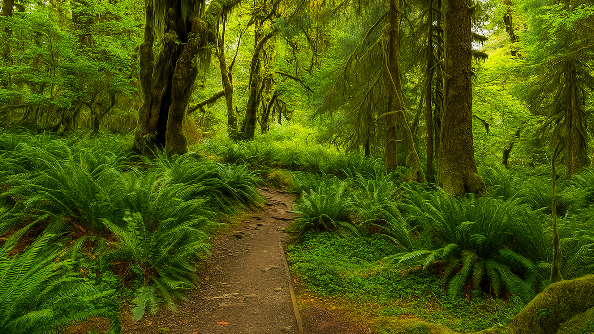 Hoh Rain Forest Scenic Trails In Olympic Park 4K