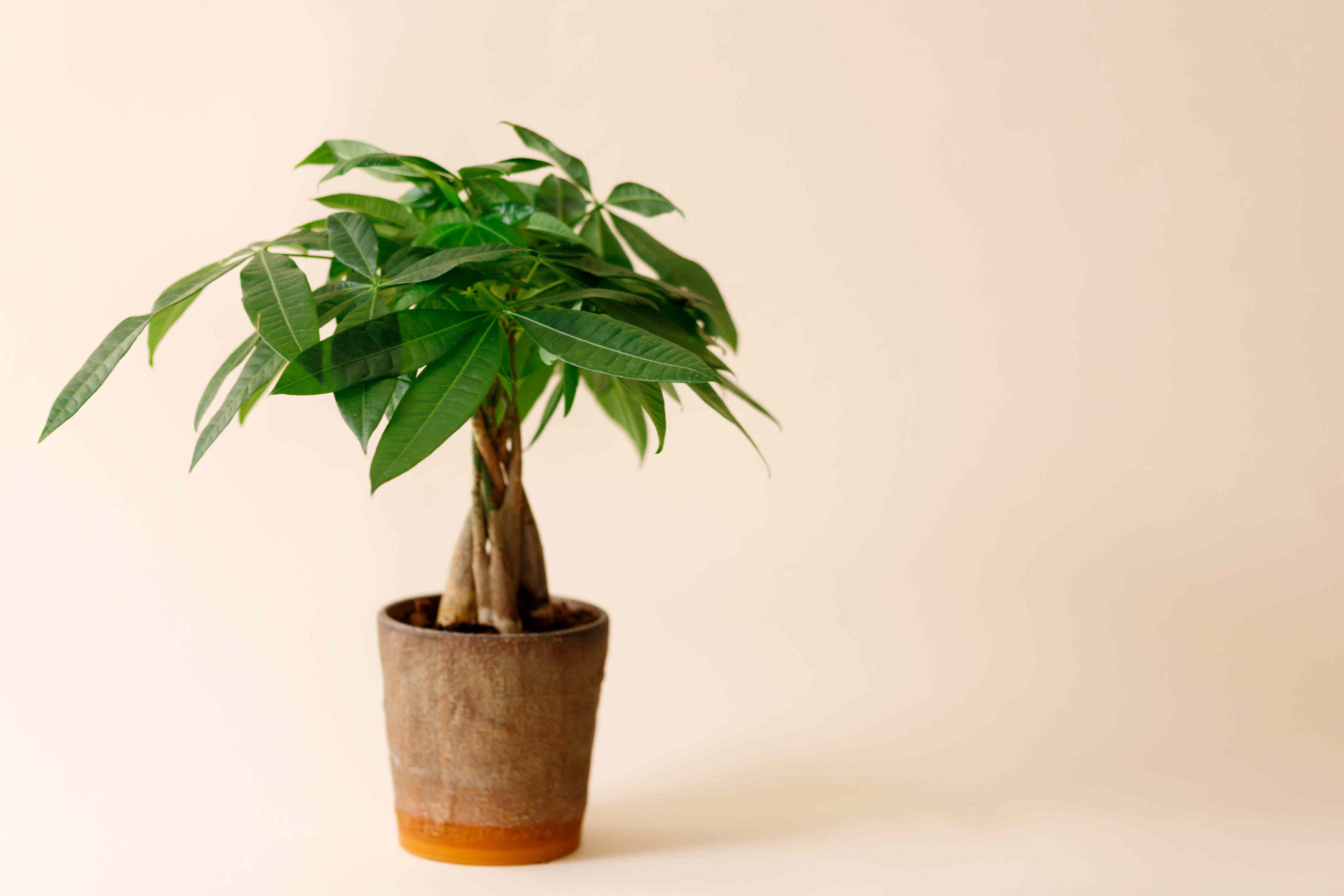How often to water a money tree—and how to tell if you're overdoing it