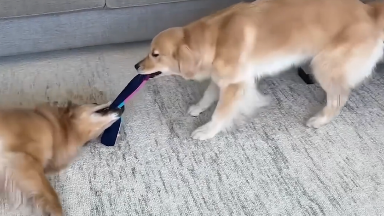 Why getting a second dog changed everything