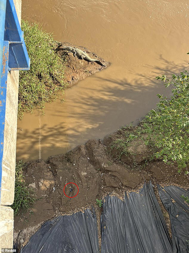 Infuriating photo hides two crocs - can you spot the second in under 30 ...