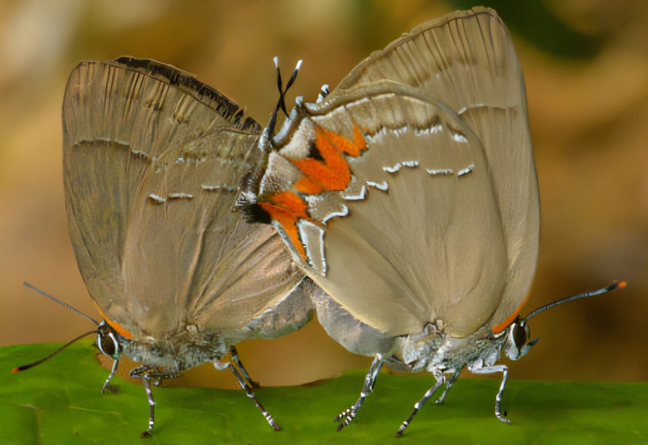 Scientists discover nine new species of butterfly from South America ...