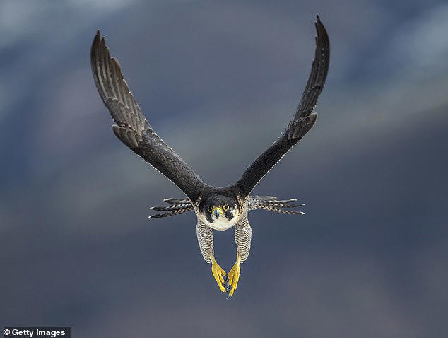 Falcon numbers halved! Only 31 breeding pairs left in national park ...