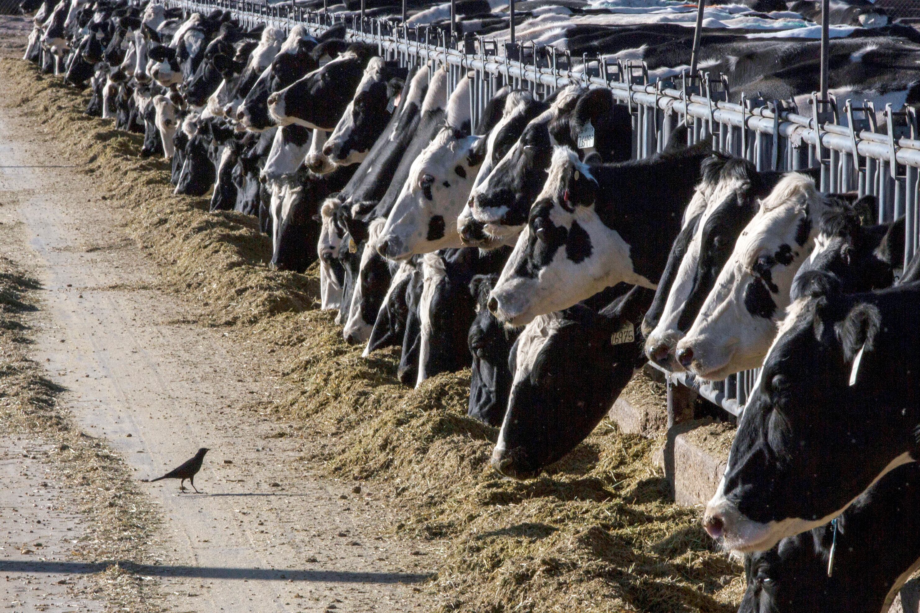 Bird flu detected in Dodge Co. dairy cattle
