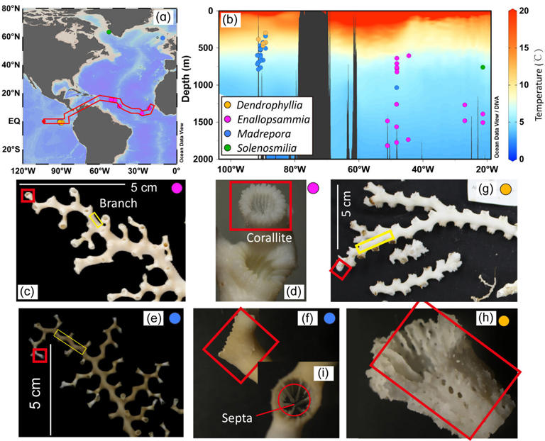 Coral skeletons' Li/Mg ratios shaped by growth speed, not just ...