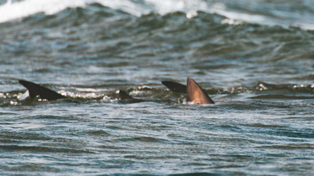 Authorities issue warning after spotting multiple sharks at beloved US ...