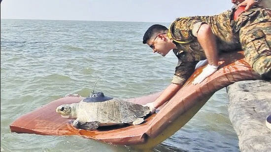 Satellite-tagged turtle 'Dhaval Lakshmi' shows successful rewilding signs