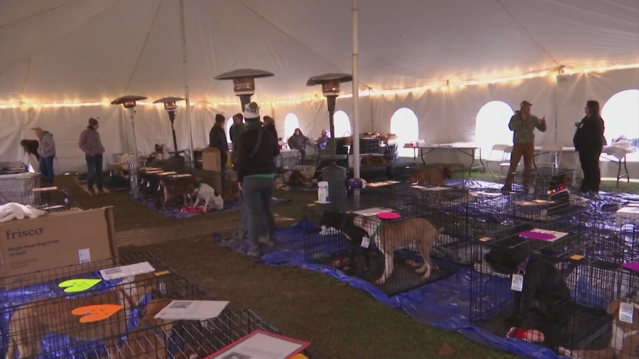 Two dozen dogs find homes in 'mega adoption' event at Valley Park