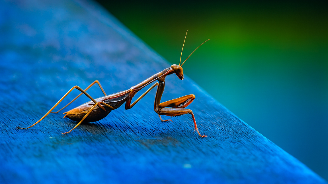 カマキリの特別な魅力とは?
