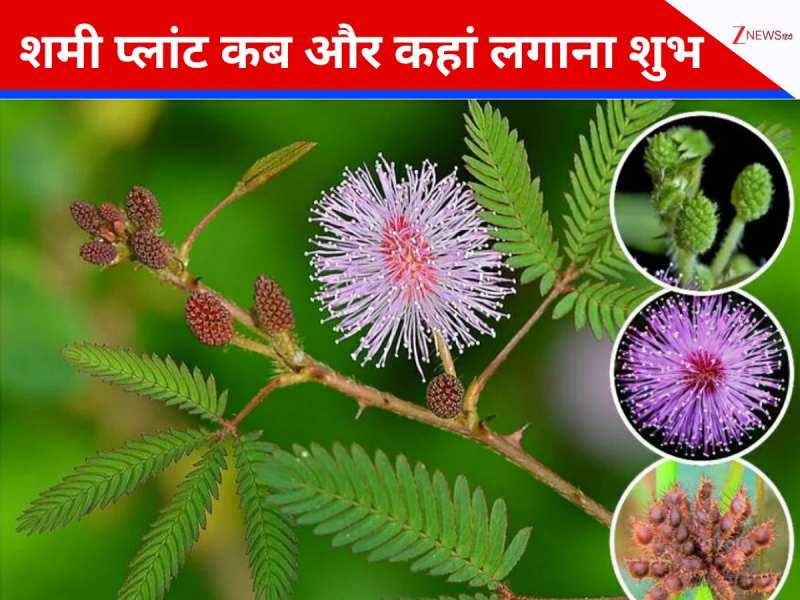 Shami plant: शमी का पौधा इस दिशा में लगाते ही दूर होगा हर दुर्भाग्य