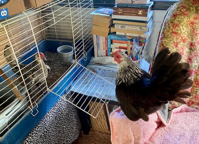 Jane Post lebt mit vielen Tieren in ihrem winzigen Wohnwagen, den sie „die Teekanne“ nennt.